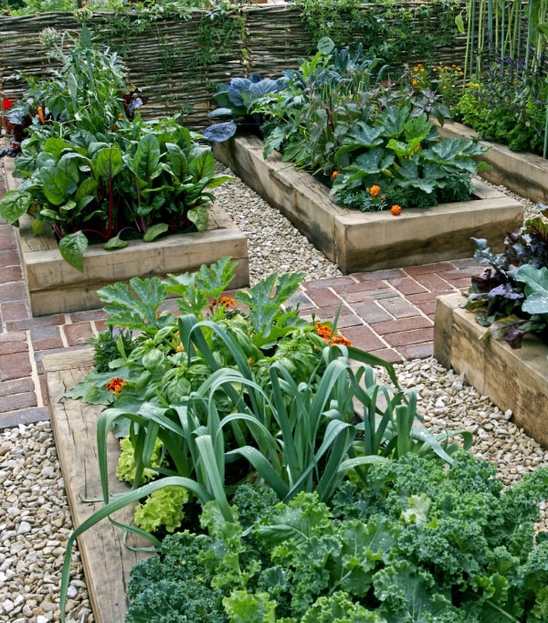 childrens-edible-vegetable-garden-600w-527880916